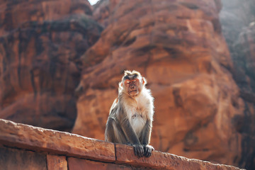 Monkey on the roof of a Buddhist temple. Concept travel in India. Complete peace and idyll on brown background