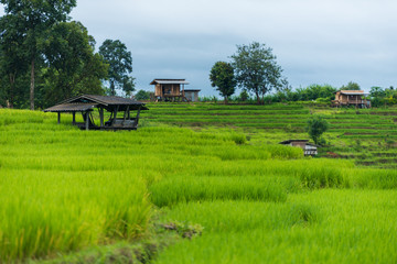 Obraz premium Terraced rice fields at Pa pong Pieng in Chiang Mai, Thailand