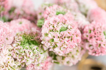 Persian buttercup. lace with many petals. Bunch pale pink ranunculus flowers light background. Wallpaper