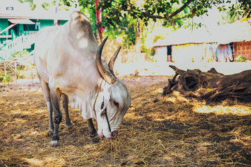 indian Cow, Desi white cow - 192122671