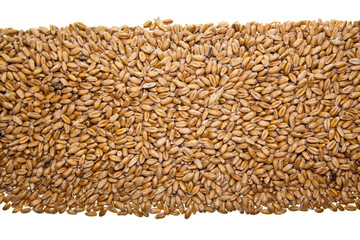 wheat isolated on white background