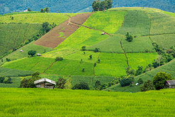 Terraced rice fields at Pa pong Pieng in Chiang Mai, Thailand