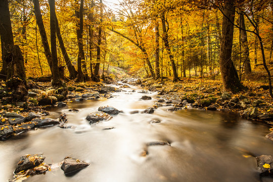 herbstlicher Traunbach im Nationalpark Hunsr&uuml;ck-Hochwald