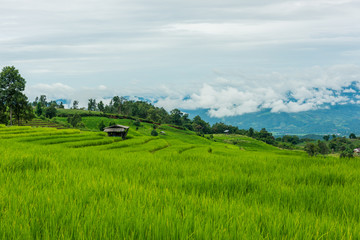 Naklejka premium Terraced rice fields at Pa pong Pieng in Chiang Mai, Thailand