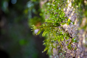 Close up green moss in forest