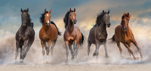 Fototapety  Stado koni biegnie szybko w pustynnym kurzu na dramatyczne niebo o zachodzie słońca