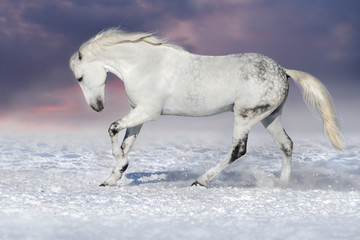 Obraz na płótnie Canvas Beautiful white horse run in snow field