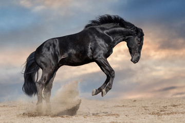 Black horse stallion play and jump in desert dust against sunset sky