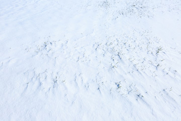 farmland with wheat seedlings and white snow in winter