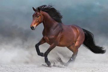 Photo sur Plexiglas Chevaux Le cheval bai dans la poussière court vite contre le ciel bleu