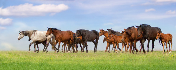 Horse herd run fast on spring green pasture