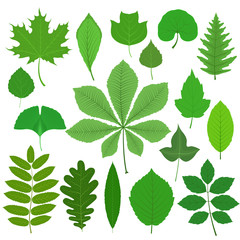 Set of different tree leaves isolated on white background. Vector illustration.