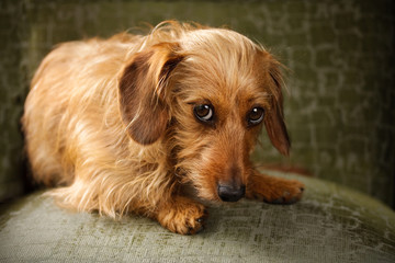 A soulful red dachshund pleading with large dark eyes