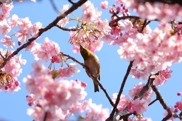 桜とメジロ