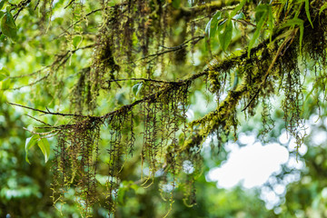 Close up green moss on old tree