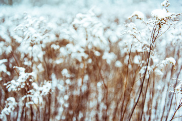 Abstract winter wonderland toned image