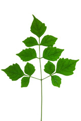 Green leaves on a white background.