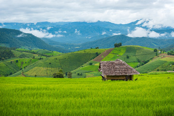 Terraced rice fields at Pa pong Pieng in Chiang Mai, Thailand