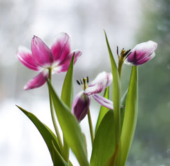 Beautiful fading purple tulip flowers in bouquet.
