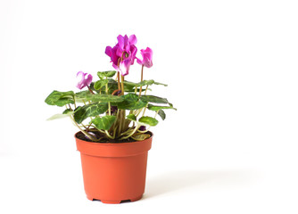 Naklejka na ściany i meble Beautiful pink cyclamen flower in flowerpot.