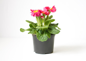 Beautiful pink primula in flowerpot.