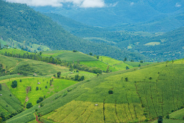 Terraced rice fields at Pa pong Pieng in Chiang Mai, Thailand