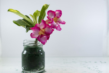 Adenium is the name of a species of colorful flowers