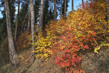 multi-colored bushes on the background of pine forest one sunny autumn day