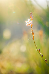 spring flower nature