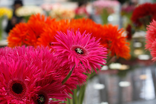Bouquet of beautiful pink gerberas (Samara)