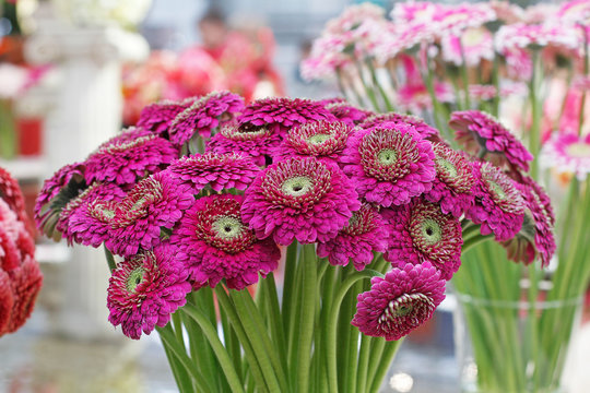 Bouquet of beautiful purple-green gerberas (Pomponi Japio)