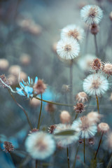 dry flowers dandelion
