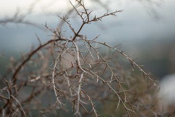dry plants tree