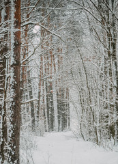 Fototapeta premium Winter forest