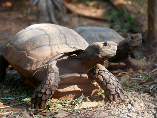 Tortoise close-up