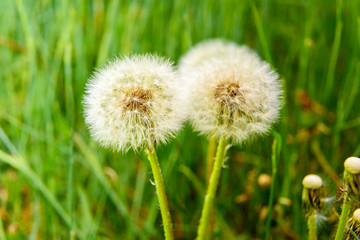 Dandelion flowers with seeds