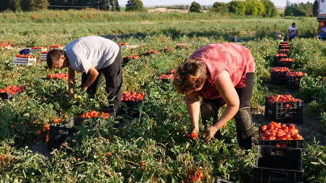 Couple of farmers picking Tomatoes in summer- Rossano,Italy