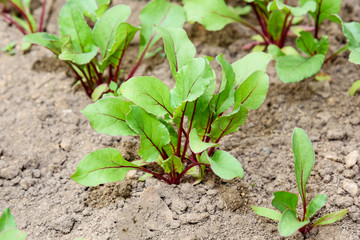 Beet growing in field