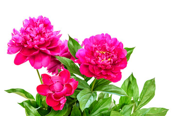 Fototapeta premium Bouquet of peonies on white