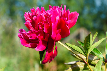 Pink peony