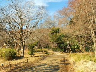 早春の自然公園風景