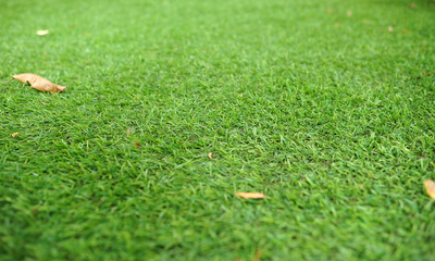 Green grass is beautiful.