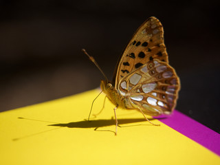 Schmetterling in Sonnenlicht