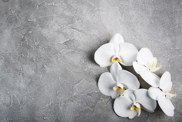 Fototapeta na wymiar white orchid on the grey stone