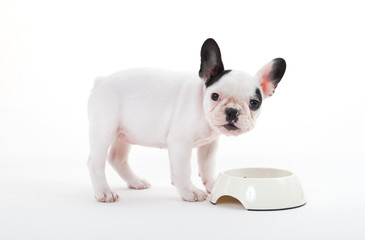 French puppy bulldog eating, isolated © michaklootwijk