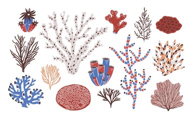 Collection of various corals and seaweed or algae isolated on white background. Beautiful underwater species, deep sea creatures, aquatic or ocean flora and fauna. Flat colorful vector illustration. © Good Studio