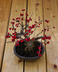 Bonsai Holly berries tree. Red berries of holly bonsai tree. Picture of beautiful autumn bonsai holly tree with red berries without leaves. Little bonsai tree with red ripe holly berries in pot.