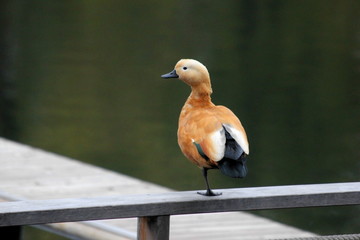 Fulvous whistling duck (Dendrocygna bicolor) in beautiful colors near river or lake on fence. Lesser fulvous whistling duck, Indian fulvous duck or lesser whistling teal, is species of whistling duck