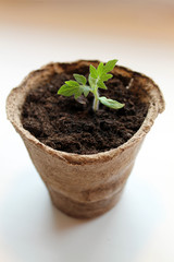 Sprouted tomato seedling in organic soil and peat pot. Germinated green sprouts of tomato seedling. Tomato sprouts seedling emerging from soil. Young seedling of sprouts tomato growing in peat pot