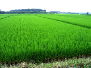 rice fields, Japan, Niigata